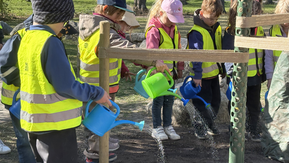En grupp förskolebarn vattnar ett nyplanterat träd på en förskolegård.