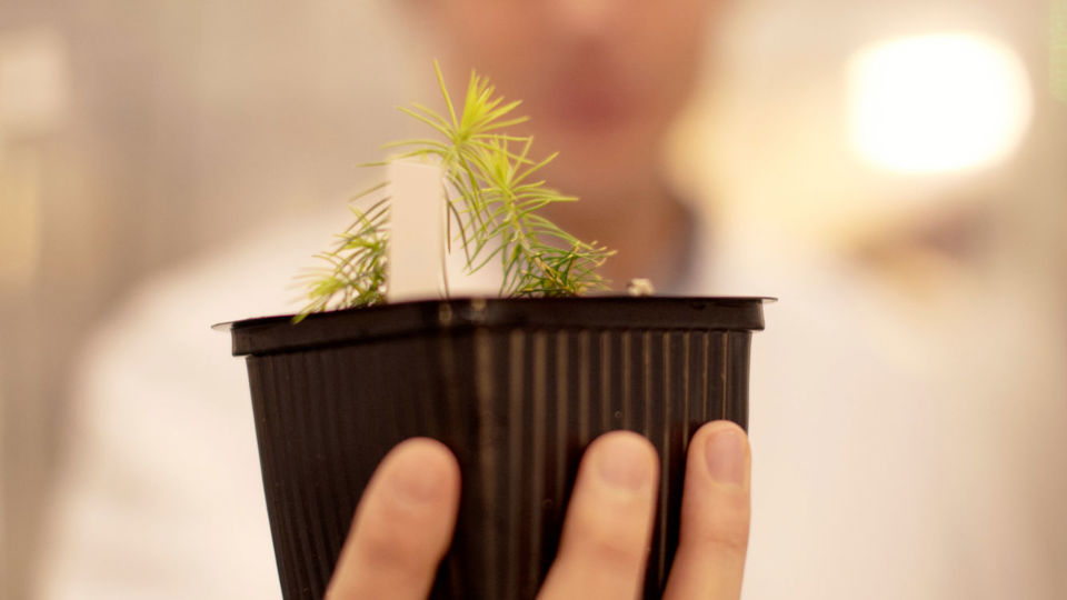 Plantering av träd