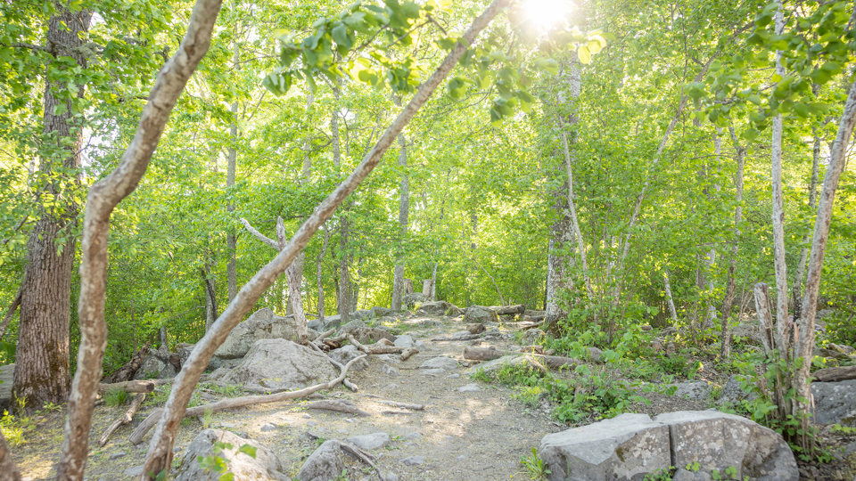 Grön skog med buskar, stenar och träd